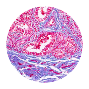 满��高速、高清显微镜成像需�? /><div   id=